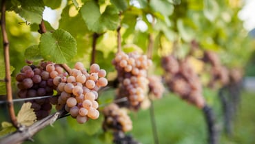 IDM/ Alto Adige Wine