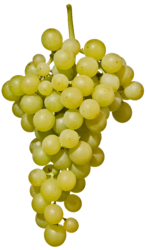 Желтый мускат / Moscato Giallo