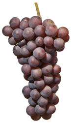 ピノ・グリージョ（Pinot grigio）