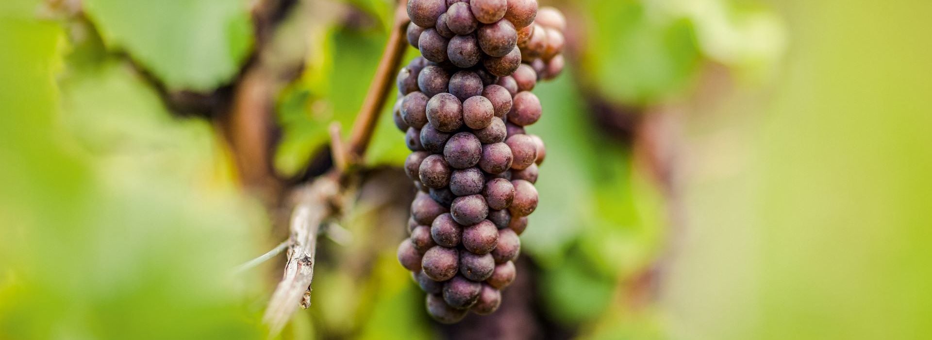 Пино гриджо / Pinot Grigio