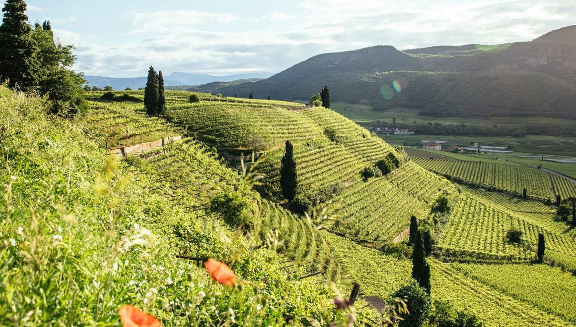 Unique soil composition in South Tyrol’s vineyards with mineral-rich, multi-colored layers of earth.