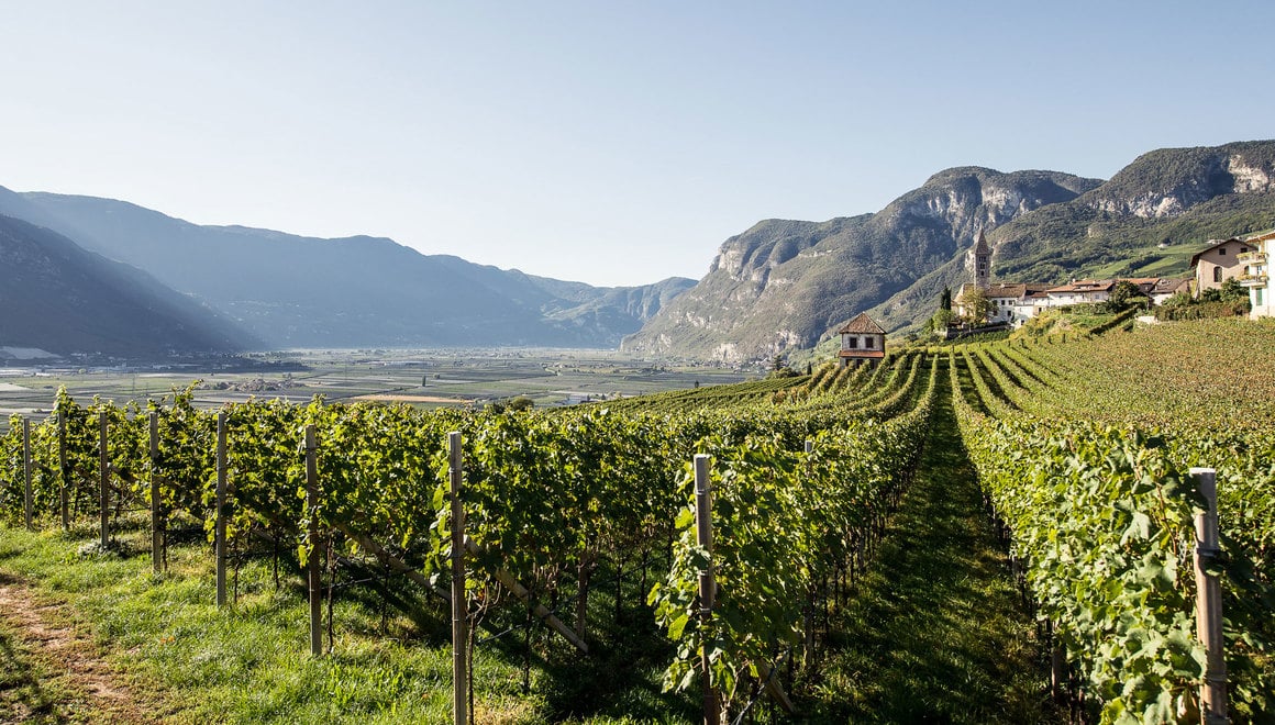 View of green vineyards and rolling vineyard landscape in South Tyrol under a clear sky.