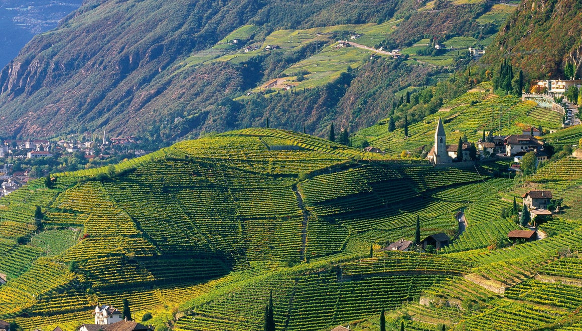 Vineyards in South Tyrol with rolling hills and green rows of vines, surrounded by mountains.