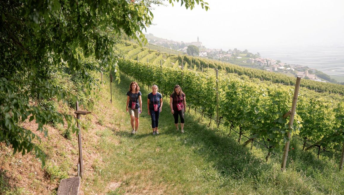 Cortaccia Magrè Cortina Instructional Wine Trail Alto Adige