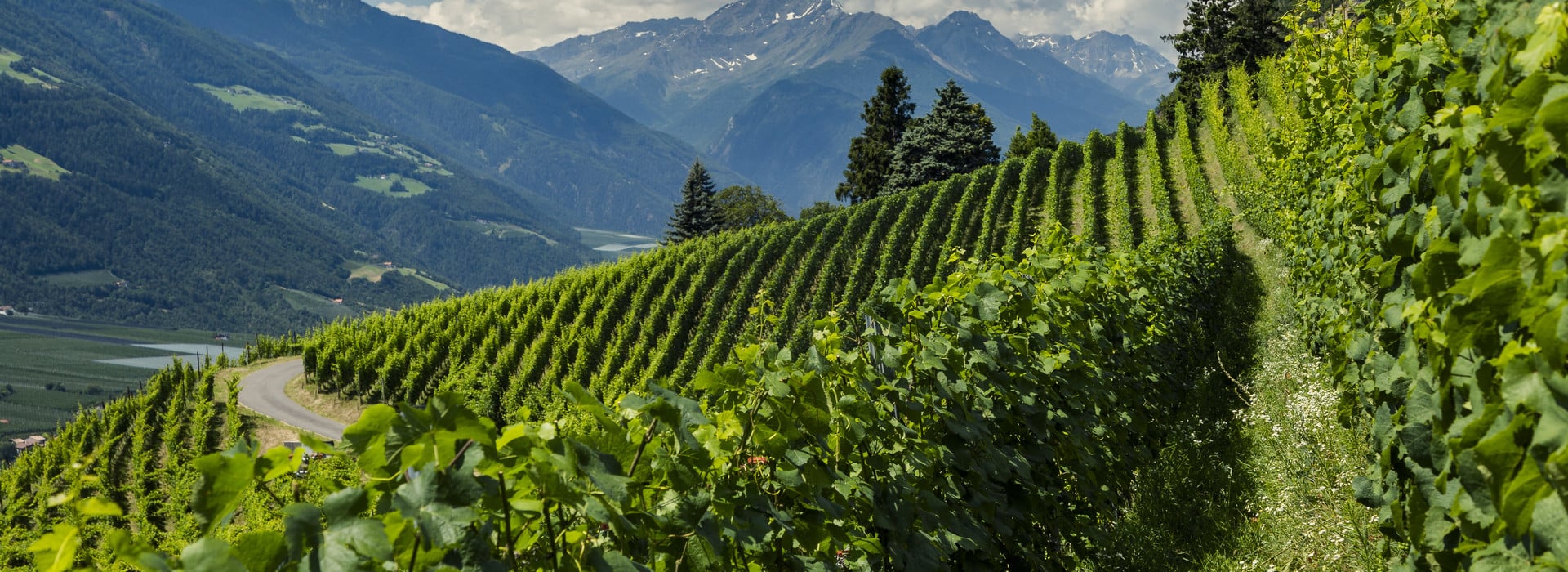 Via Vinum Venostis - Val Venosta wine route