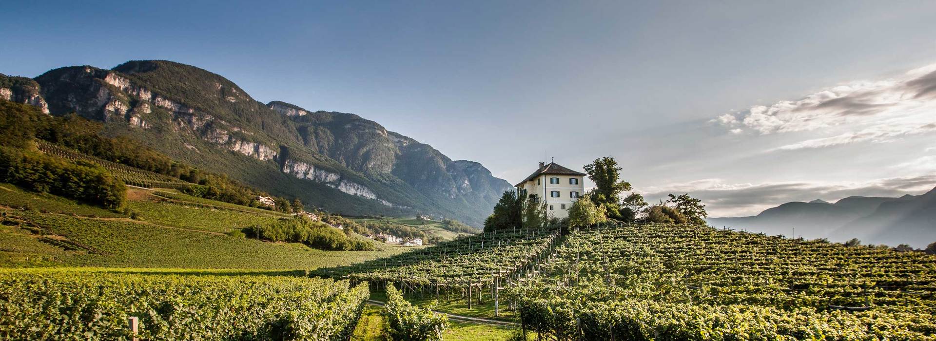 Vintage 2017 wine Alto Adige