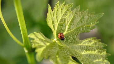 Beneficial insect in vineyard