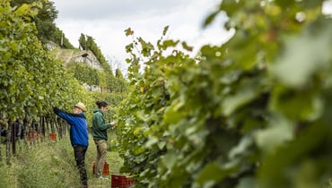 Harvest in the vineyard