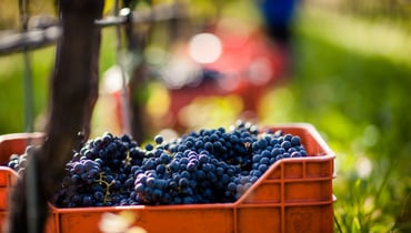 IDM/ Alto Adige Wine