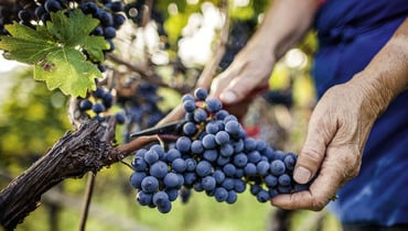 IDM/ Alto Adige Wine