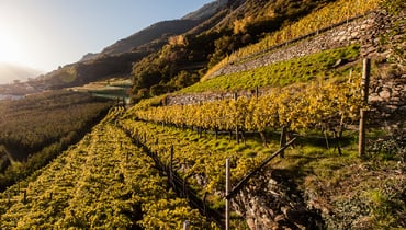 IDM/ Alto Adige Wine