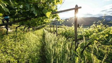 IDM/ Alto Adige Wine