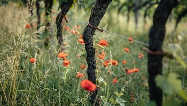 IDM/ Alto Adige Wine