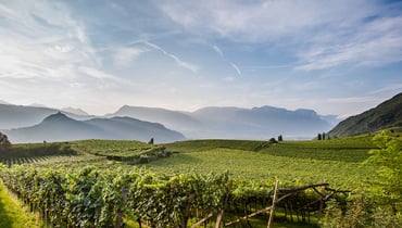 IDM/ Alto Adige Wine