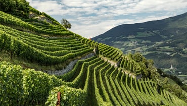 IDM/Südtirol Wein