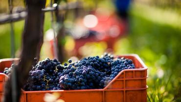 Harvest in Alto Adige