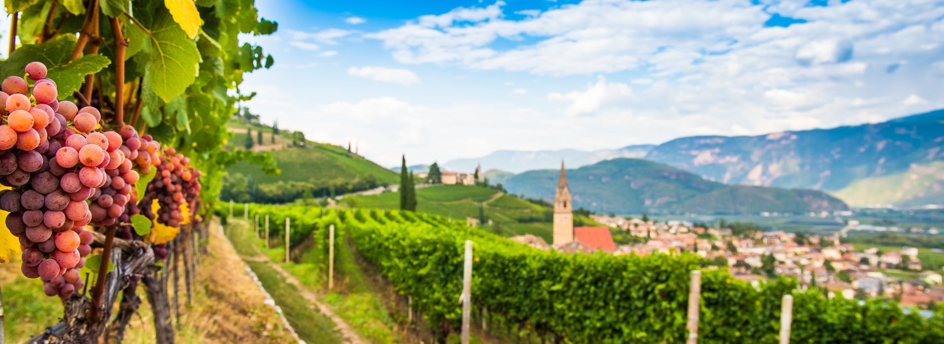 Gewürztraminer Trail