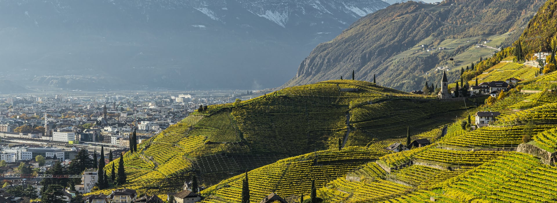 Vintage 2019 - Vini Alto Adige