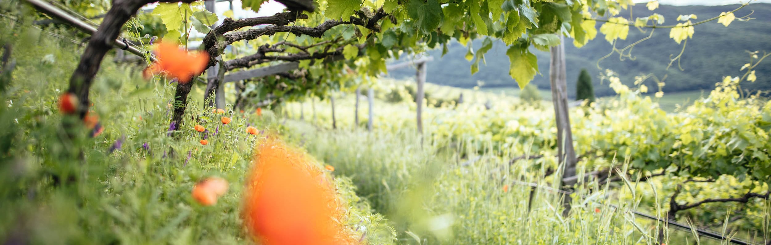 View of a vineyard with blooming flowers among green vines.