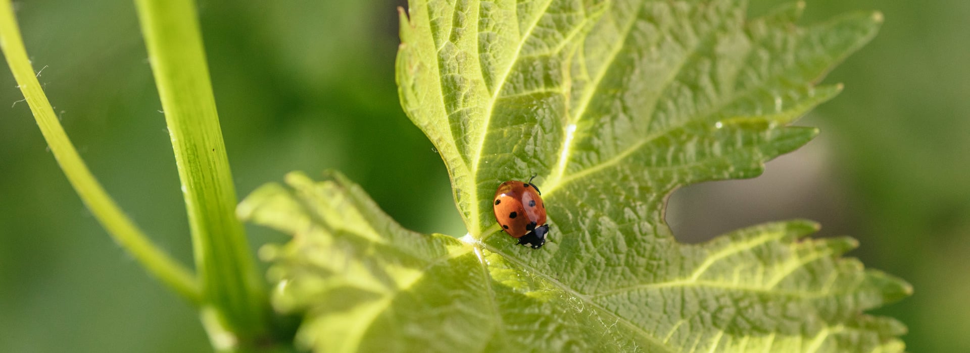 Ladybug on a vine leaf.
