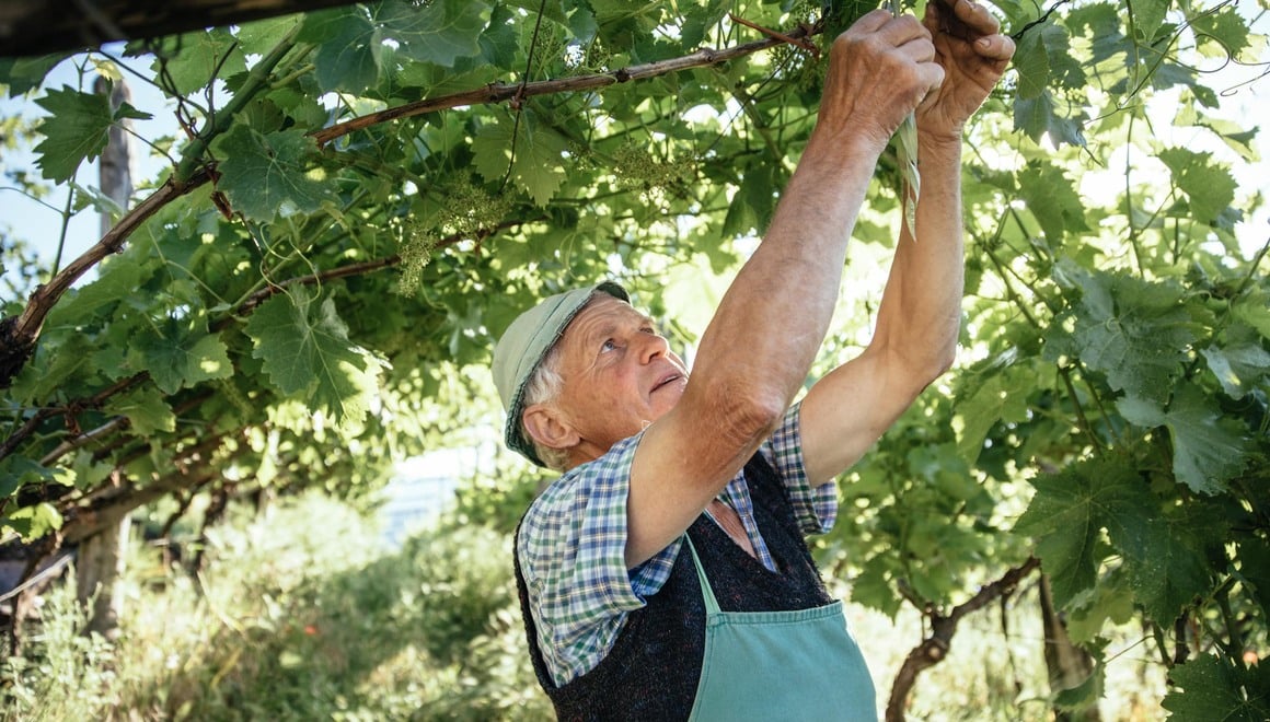 A South Tyrolean winemaker working in the green vineyards.