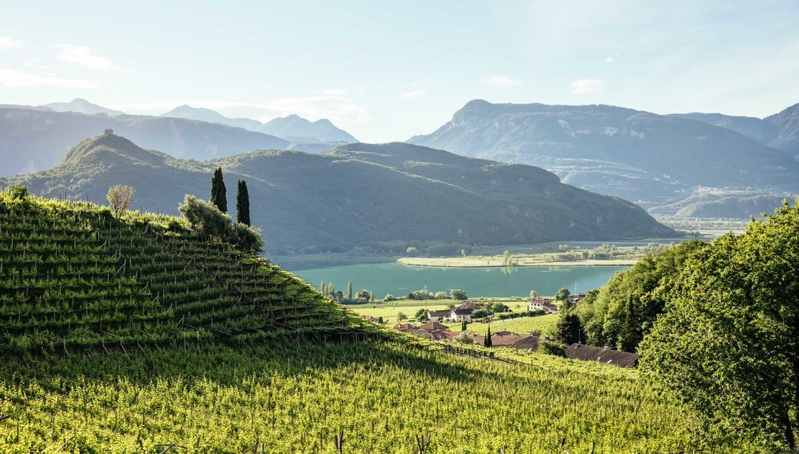 Green grapevines with a view of Lake Caldaro.