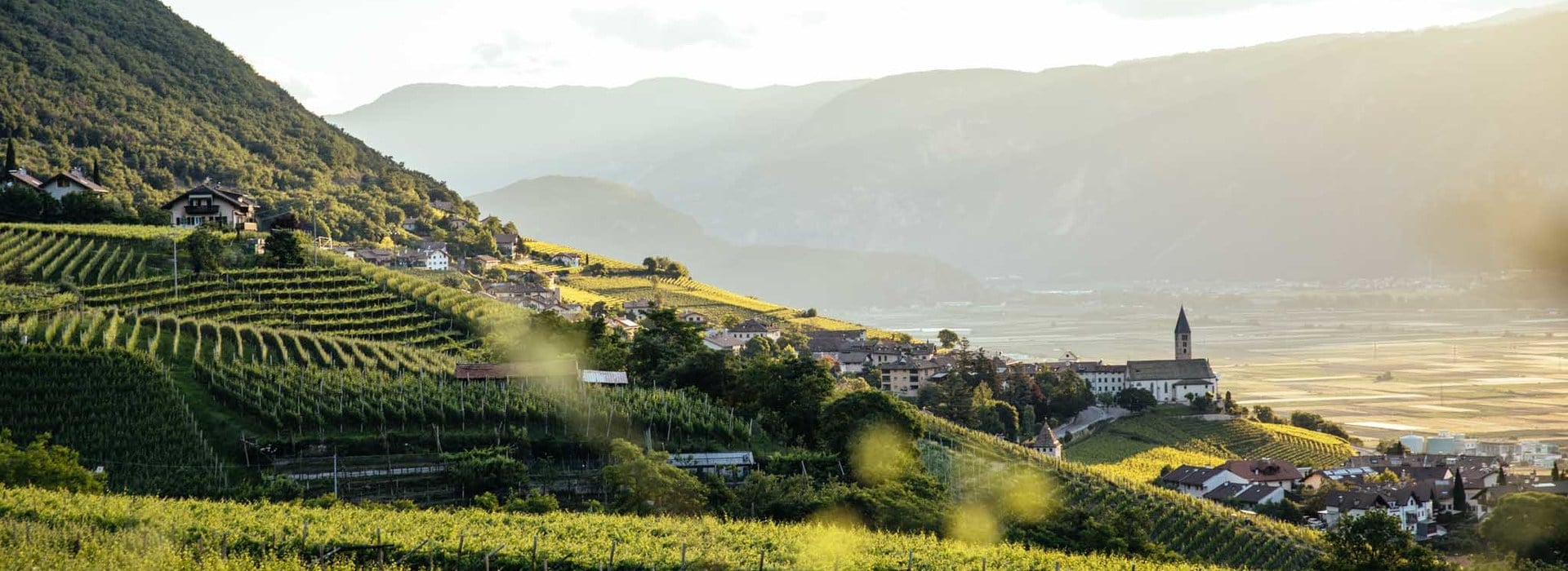 Selection procedure of the implementing body of the information and promotion program of agricultural products in the extra market (Third Countries) - Reg. Ue 1144/2014