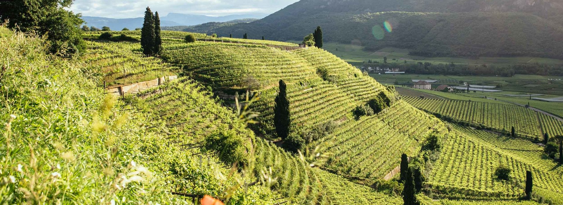 Vintage 2020 - Vini Alto Adige