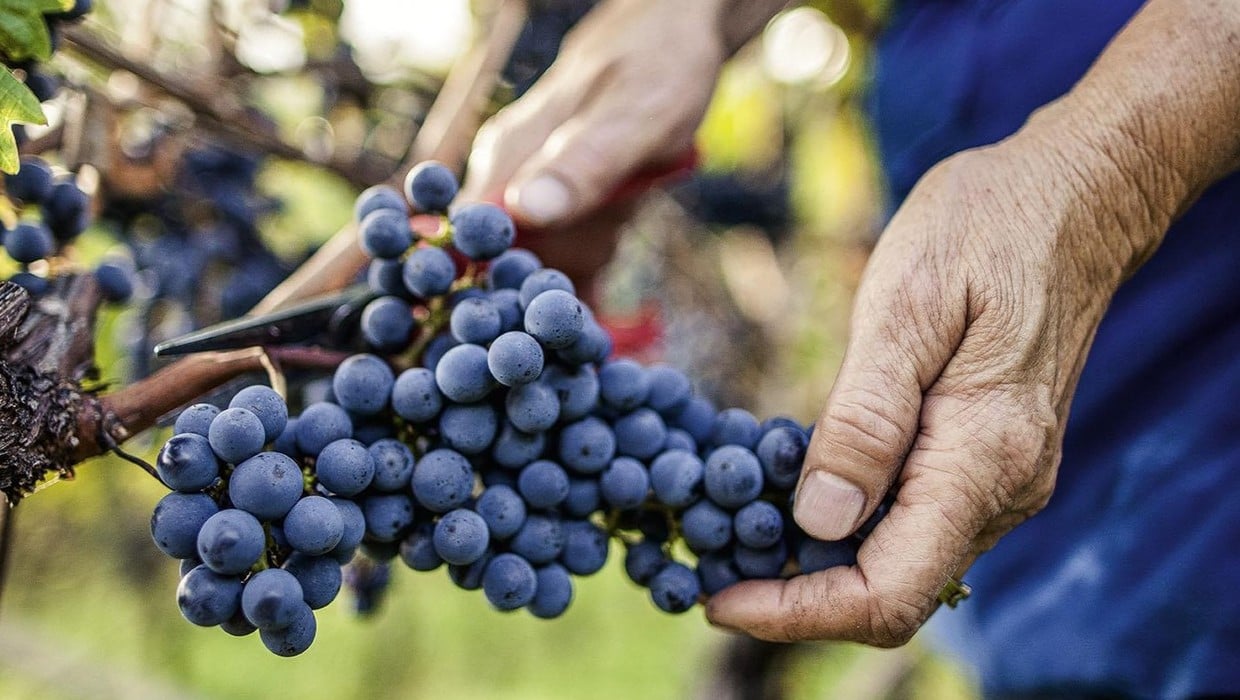 Vintage - Vini Alto Adige