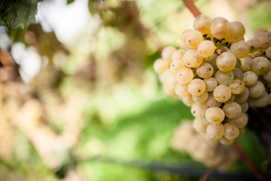 The grapes of Pinot Blanc Alto Adige