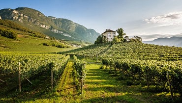 A Quick Guide to Alto Adige Wine