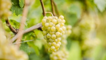 Alto Adige Grapes
