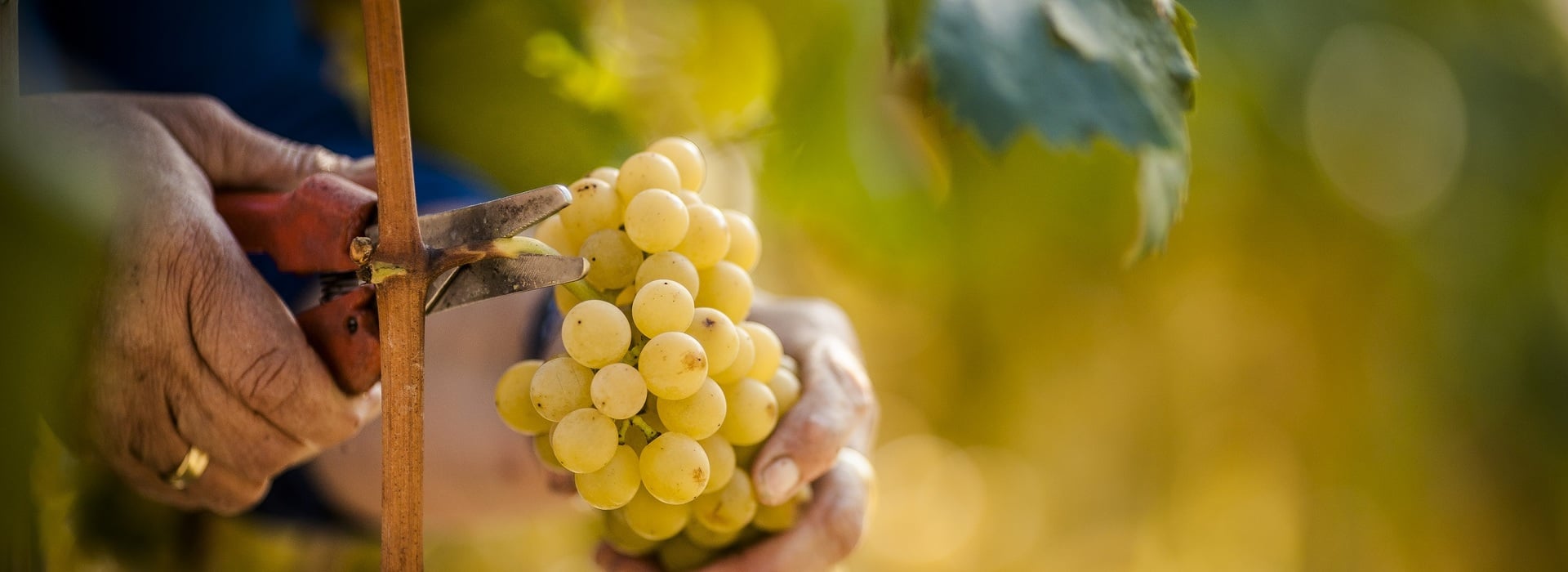 White grapes Alto Adige