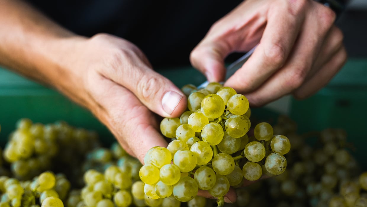 South Tyrolean wine grapes ©Lukas Margesin