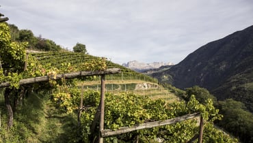 Wine region Alto Adige_IDM Südtirol-Alto Adige/Florian Andergassen