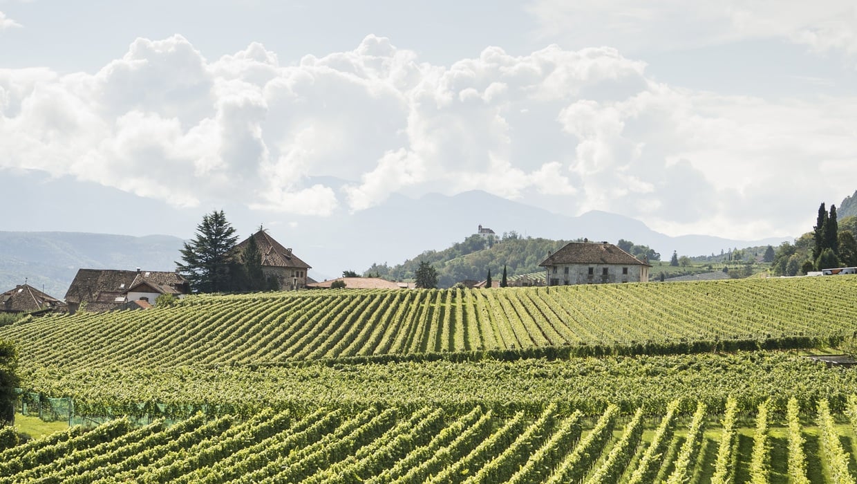 Vintage 2024 ©Appiano/Alex Filz