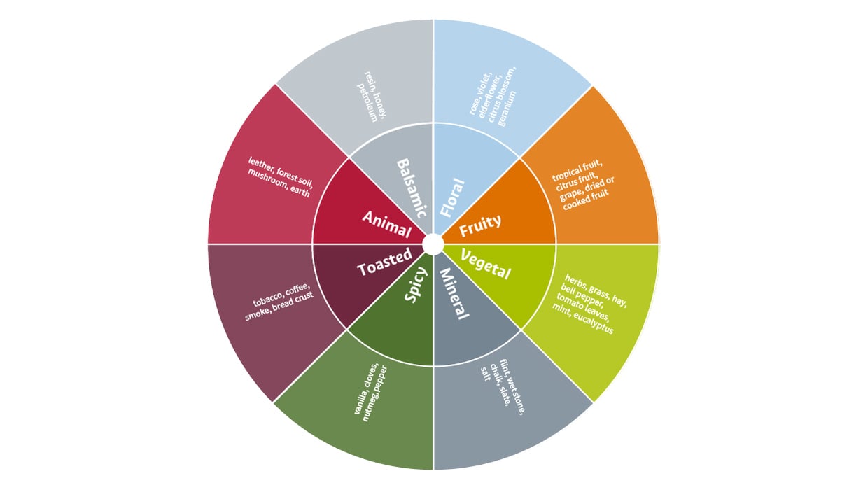 Graphic representation of the wine aroma wheel.